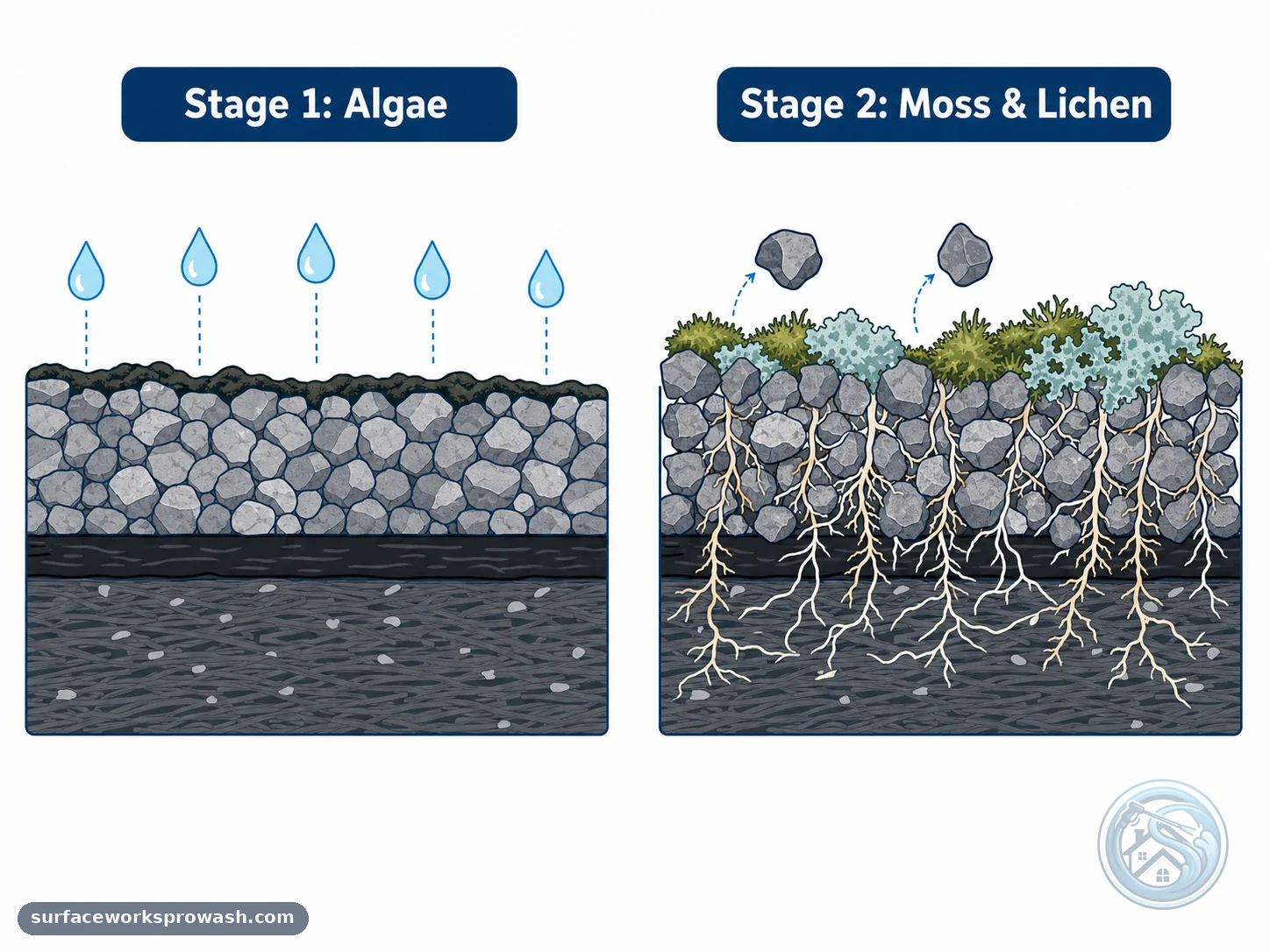 Diagram showing roof shingle cross-sections progressing from surface algae staining with retained moisture to moss rhizoids and lichen hyphae penetrating the granule layer